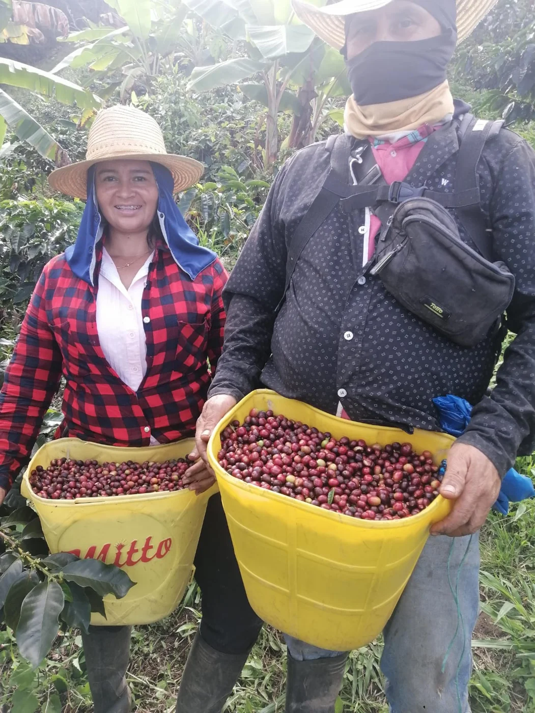 La cosecha del café