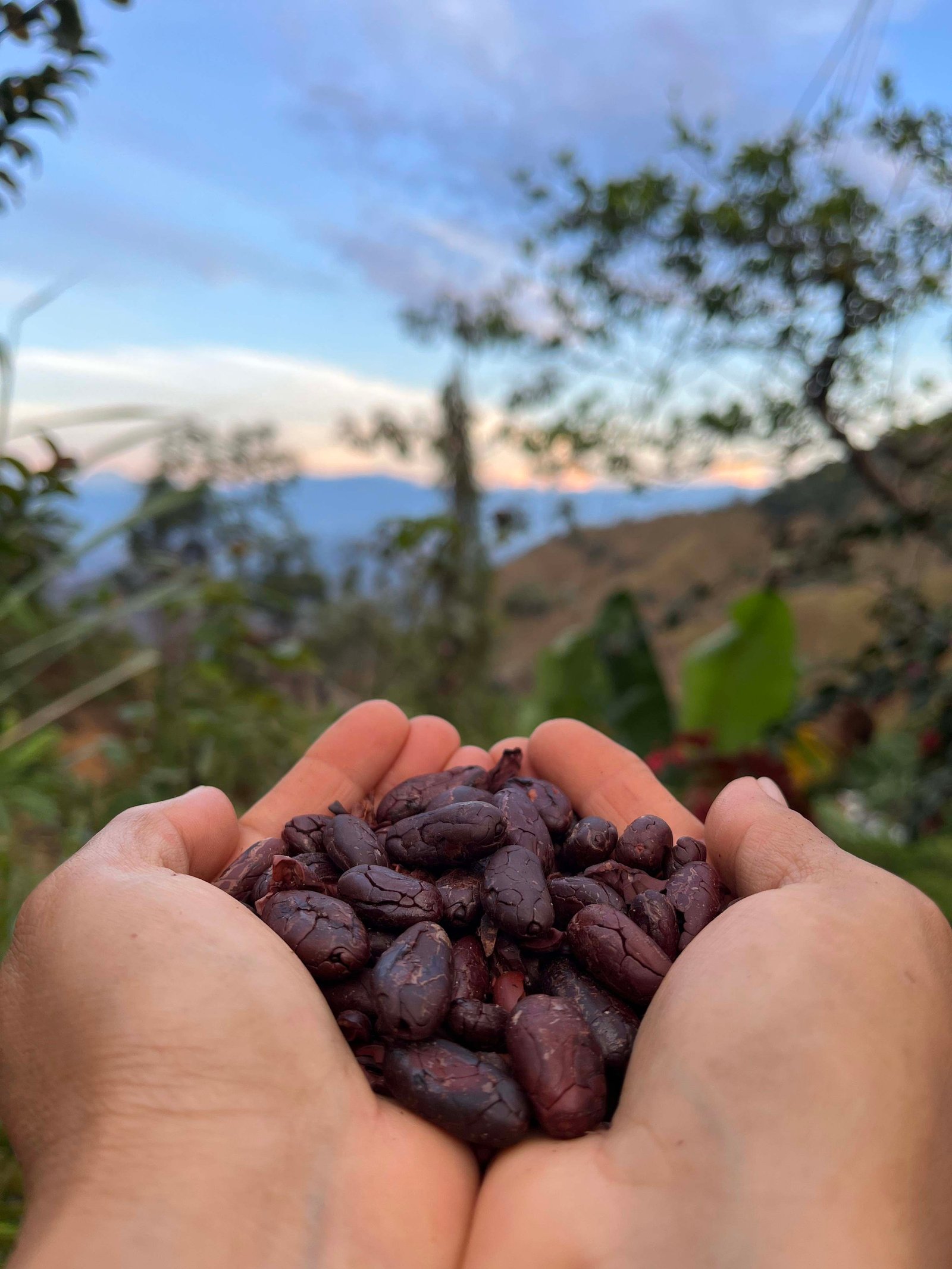 Dos manos sostienen granos de cacao con un paisaje al fondo