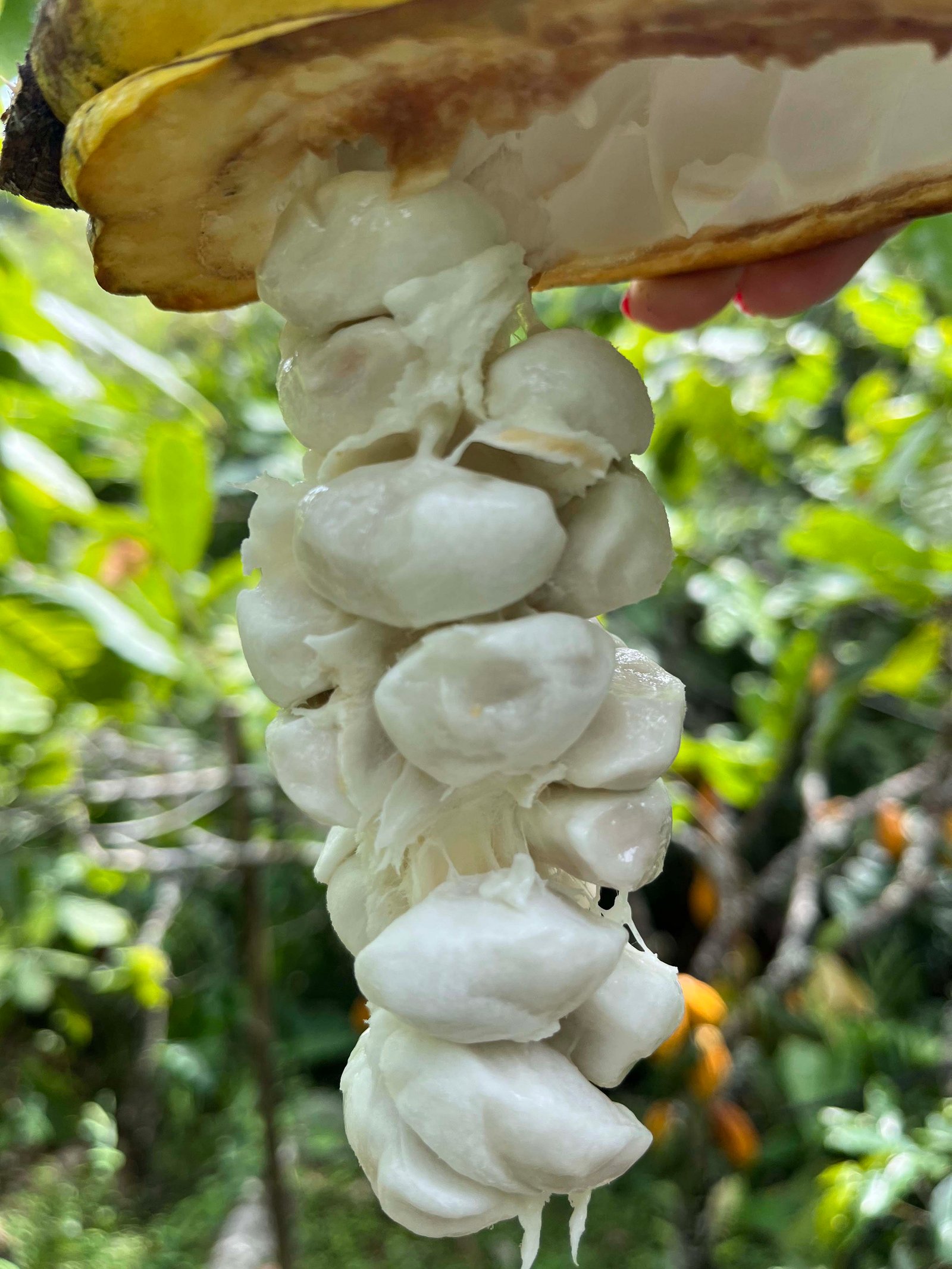 Detalle de la pulpa blanca y las semillas de un fruto de cacao abierto
