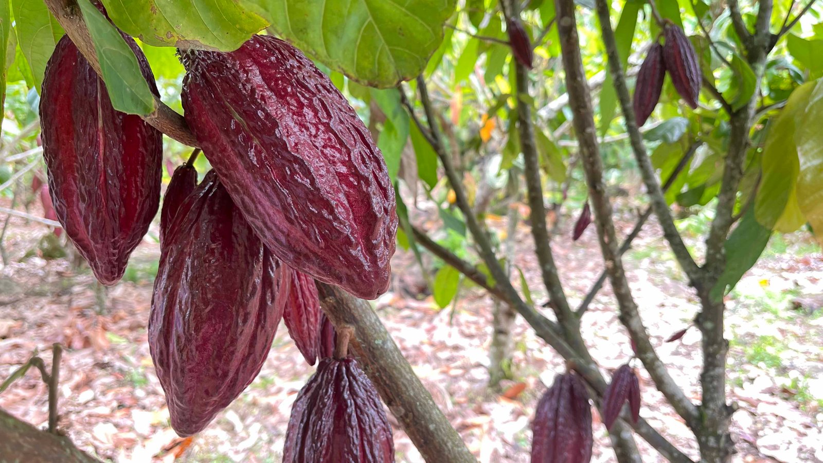 Frutos rojizos de cacao creciendo en un árbol