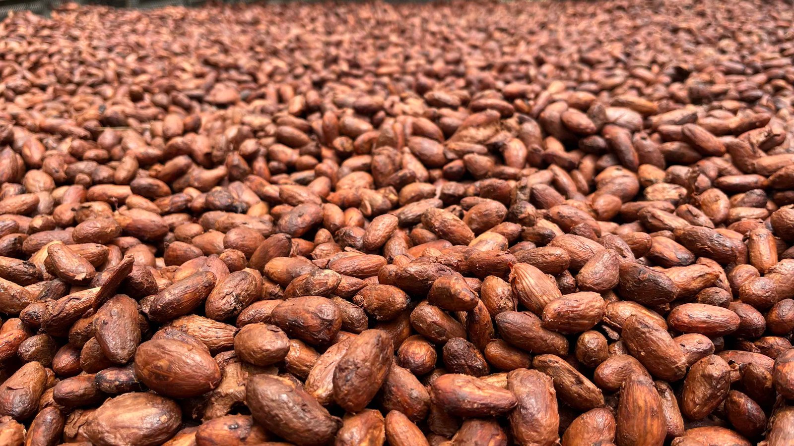 Granos de cacao extendidos sobre una superficie