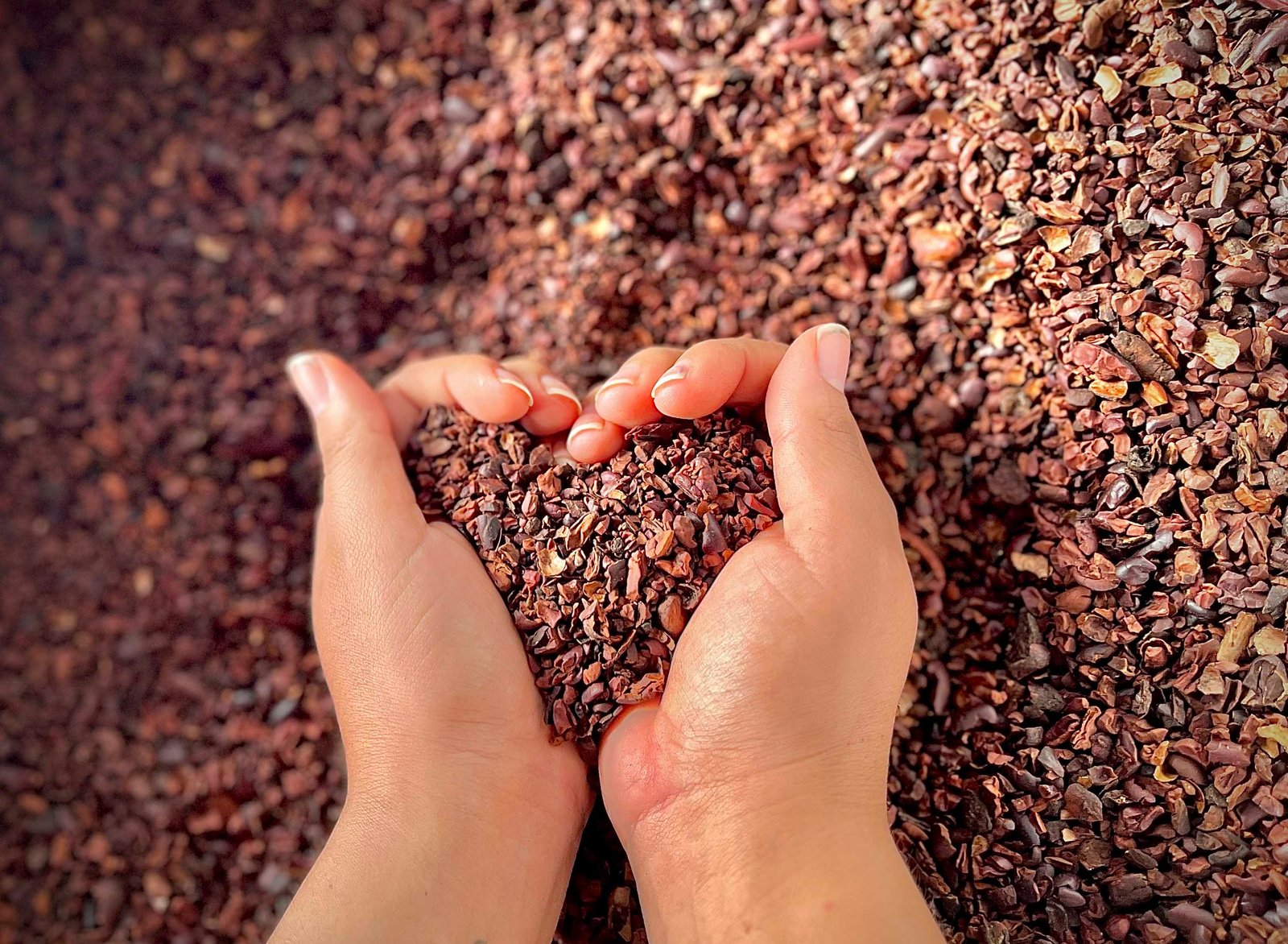 Manos sosteniendo cacao